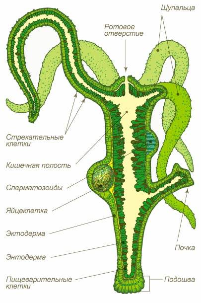 Kraken смылка