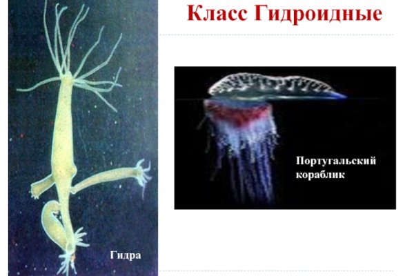 Как зайти в кракен с айфона